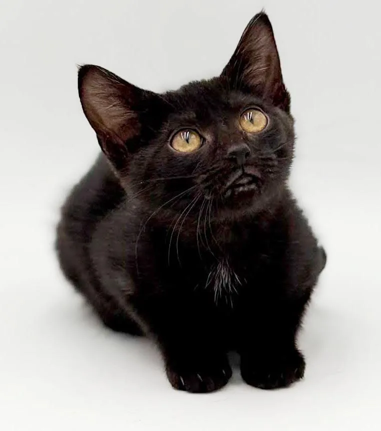 Narine TEENY TINY panther thumbnail 6