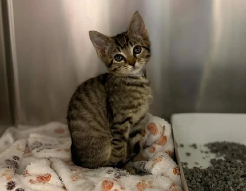 A baby small-sized female Domestic Short Hair cat named Heidy for adoption in Houston, TX