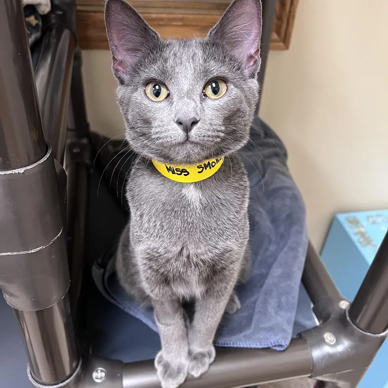 A young medium-sized female Gray / Blue / Silver Domestic Short Hair cat named Miss Smokey for adoption in Arlington Heights, IL
