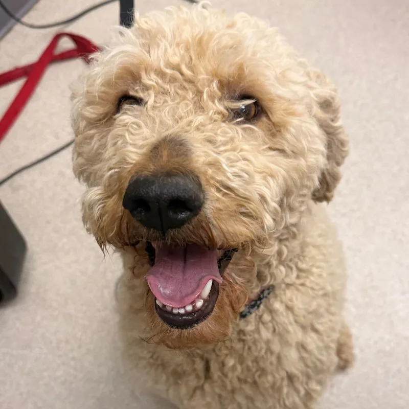 An adult medium-sized female Yellow / Tan / Blond / Fawn Standard Poodle dog named Rosie for adoption in Evansville, IN