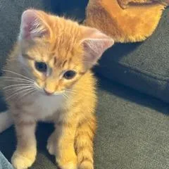 A baby small-sized female Orange / Red Domestic Short Hair cat named Burst for adoption in Madison, WI