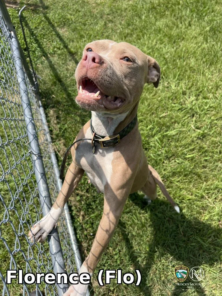An adult medium-sized female Pit Bull Terrier dog named Florence for adoption in Rocky Mount, NC