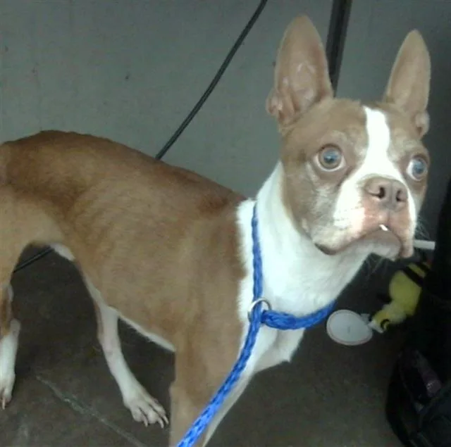 An adult small-sized male Mixed Breed dog named Charlie for adoption in Dallas, TX