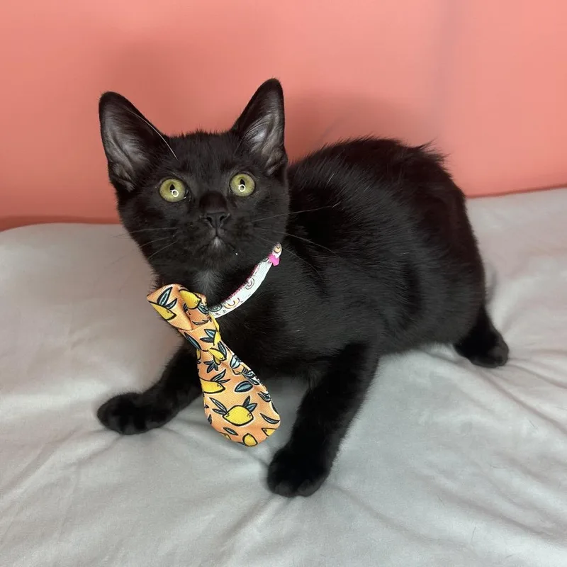 A baby small-sized male Black Domestic Short Hair cat named Amaro for adoption in San Antonio, TX