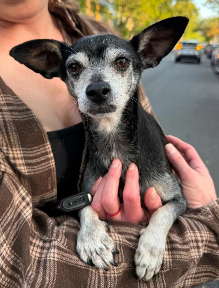 A senior small-sized male Black Chihuahua dog named Baxter for adoption in Los Angeles, CA