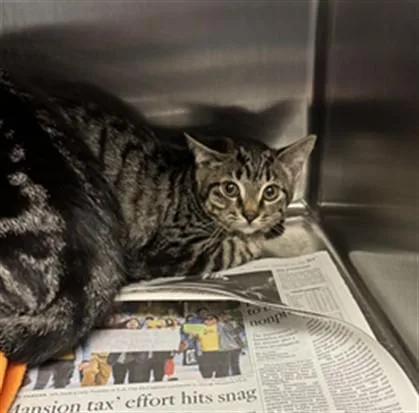 A baby small-sized female Domestic Short Hair cat named Hamburger for adoption in Los Angeles, CA