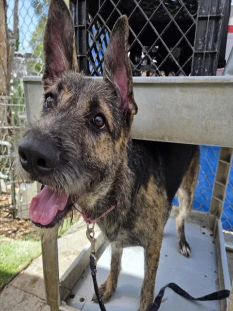 A young large-sized female German Shepherd Dog dog named Mystery for adoption in Los Angeles, CA
