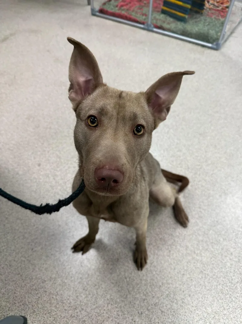 An adult medium-sized female Pit Bull Terrier dog named Kitana for adoption in Teterboro, NJ