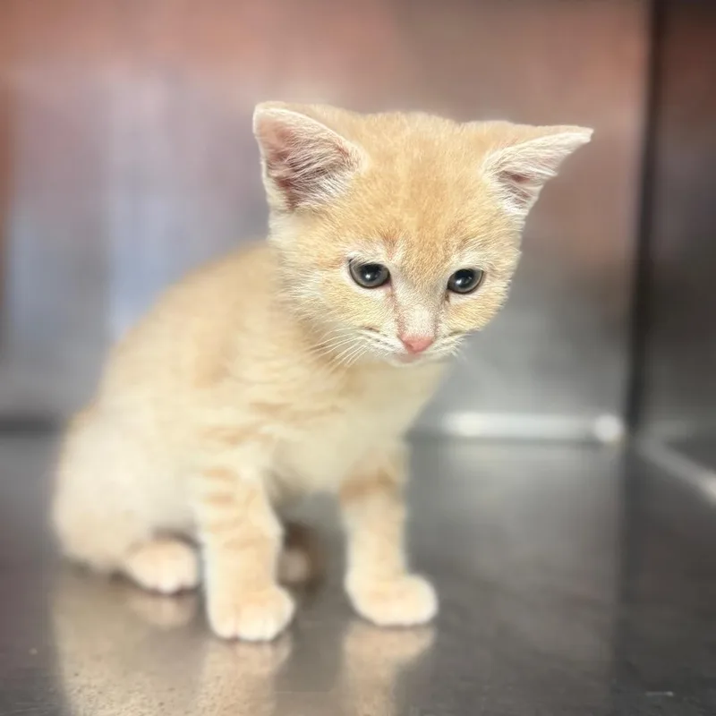 A baby small-sized male Buff / Tan / Fawn Domestic Short Hair cat named Jason for adoption in Hamilton, GA