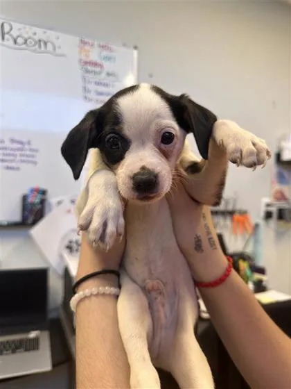 A baby small-sized male Mixed Breed dog named Sokka for adoption in West Chester, PA
