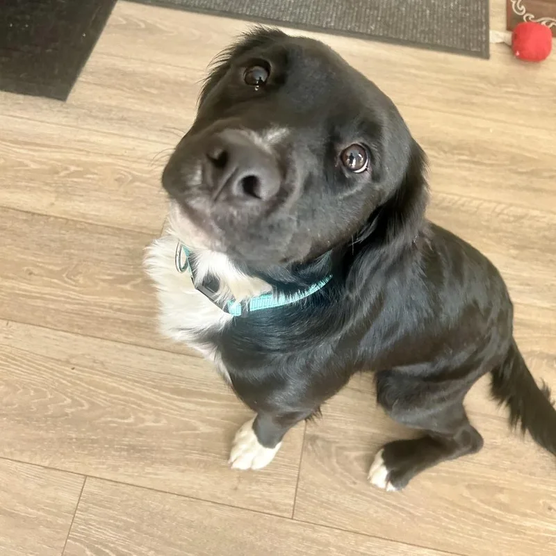 Beau