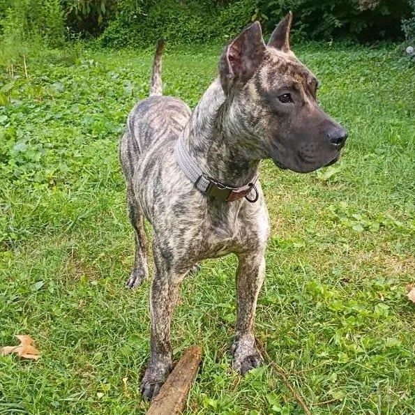 Jango