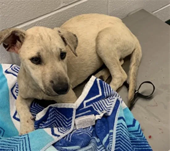 A young small-sized male German Shepherd Dog dog named Librarian Larry for adoption in Corpus Christi, TX