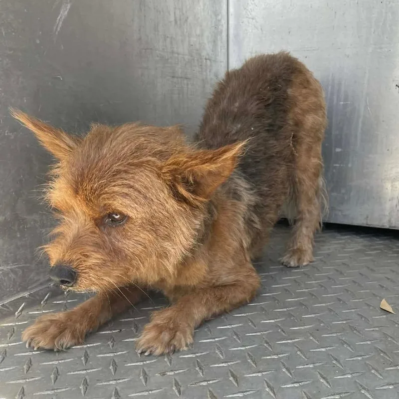 An adult small-sized male Yellow / Tan / Blond / Fawn Yorkshire Terrier dog named Melvin C for adoption in Allen, TX
