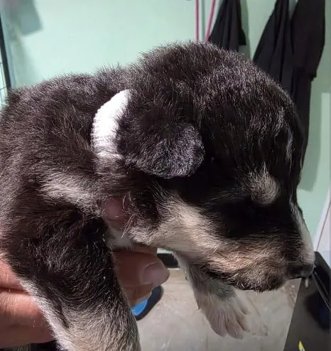 A baby small-sized female Siberian Husky dog named Nova for adoption in Cottonwood Heights, UT