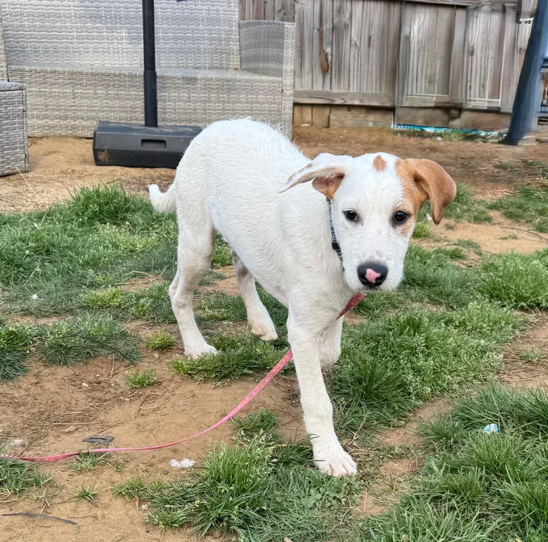 A baby medium-sized male Apricot / Beige Labrador Retriever dog named Pinto  Sweet & for adoption in New York, NY