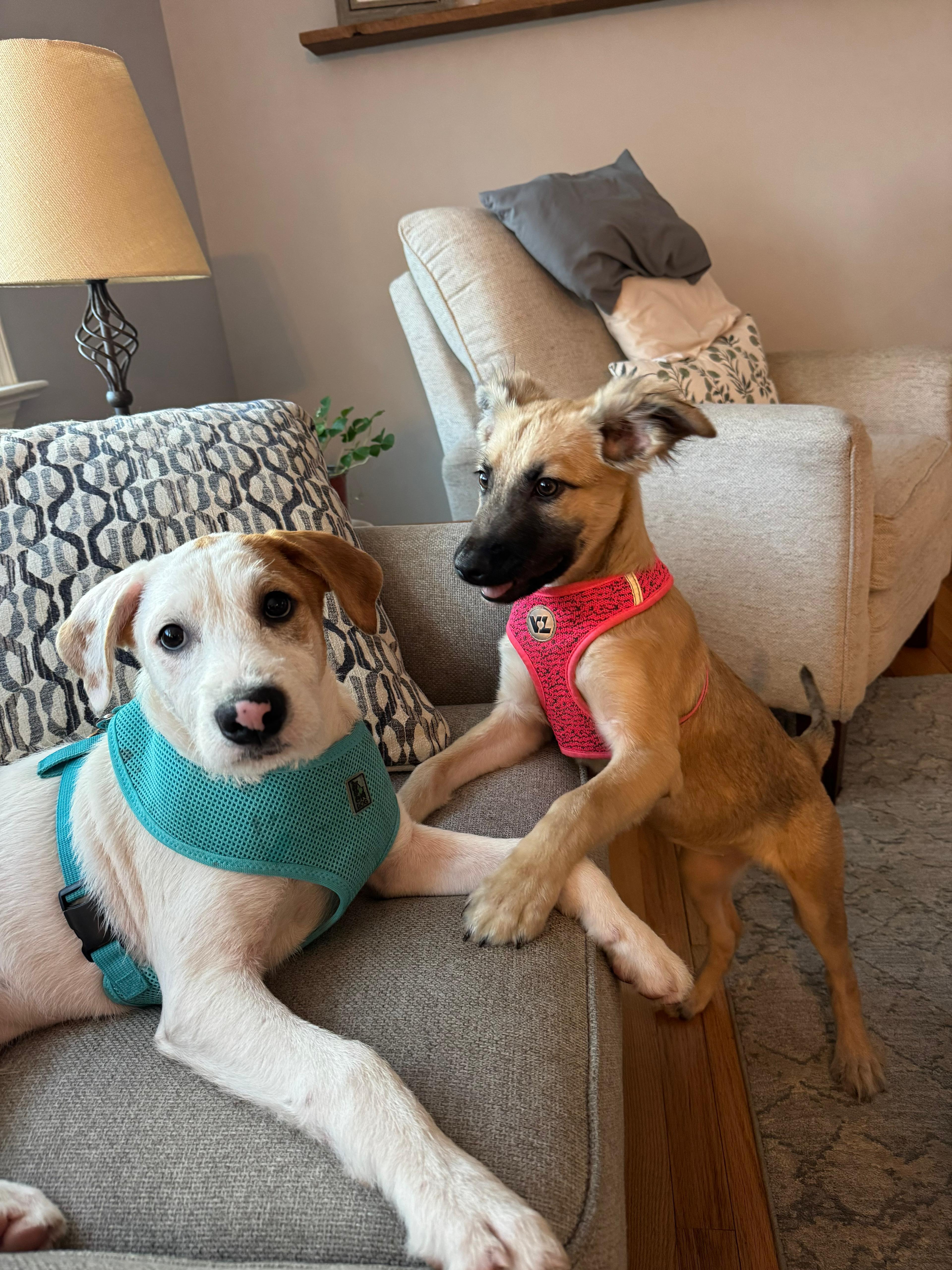 Pinto  Sweet & thumbnail 2