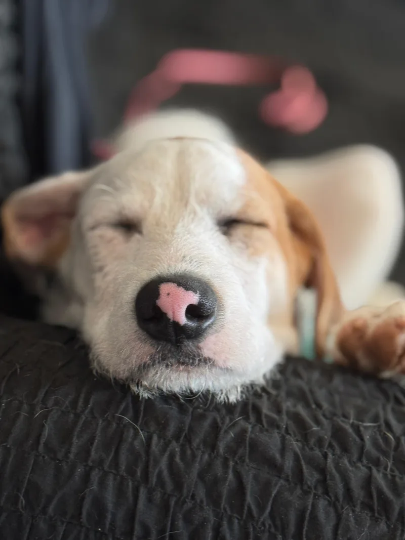 Pinto  Sweet & thumbnail 3