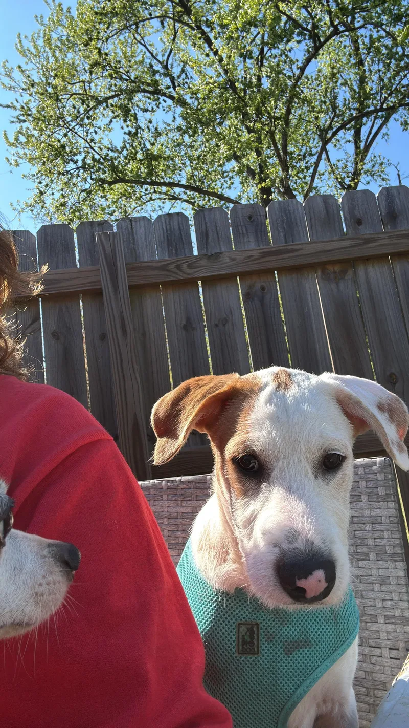 Pinto  Sweet & thumbnail 4