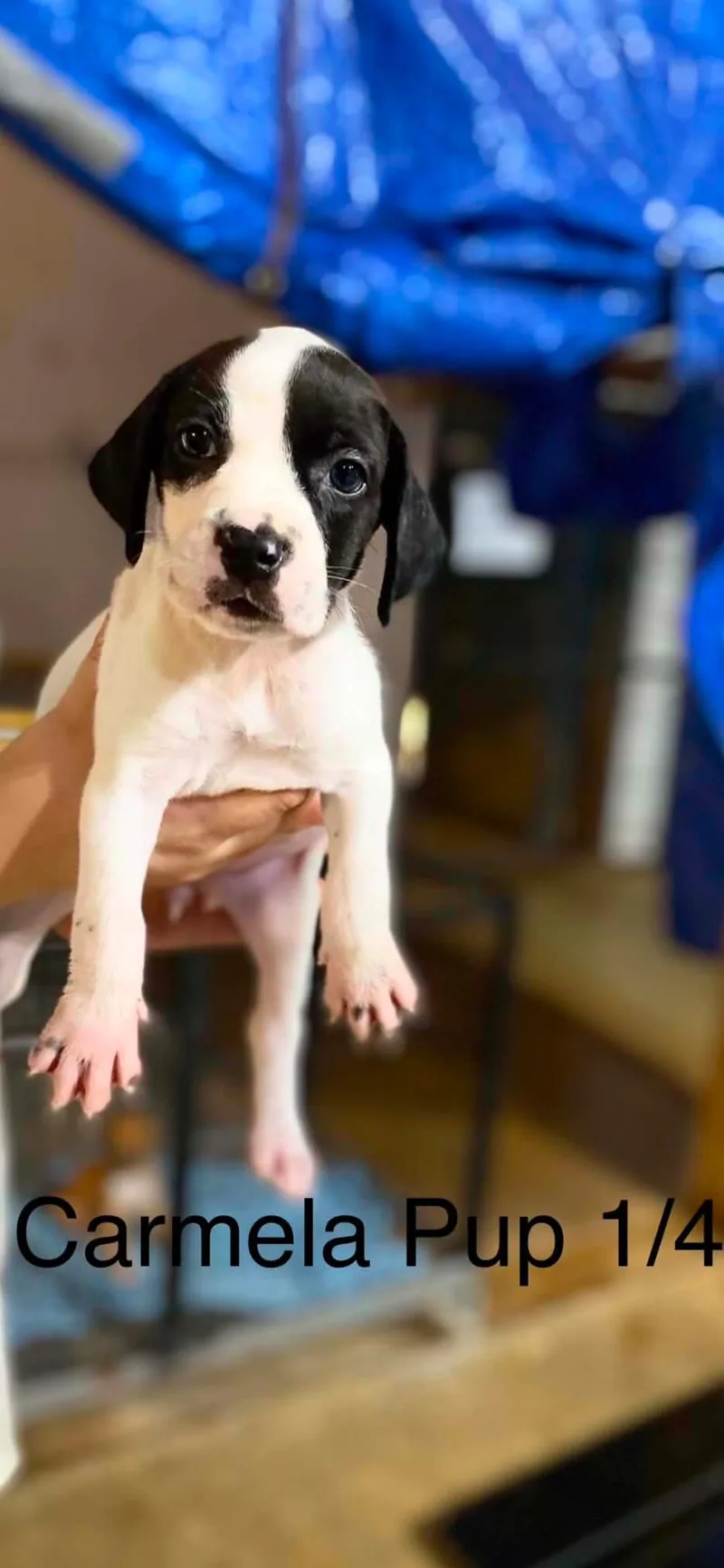 Carmela pups