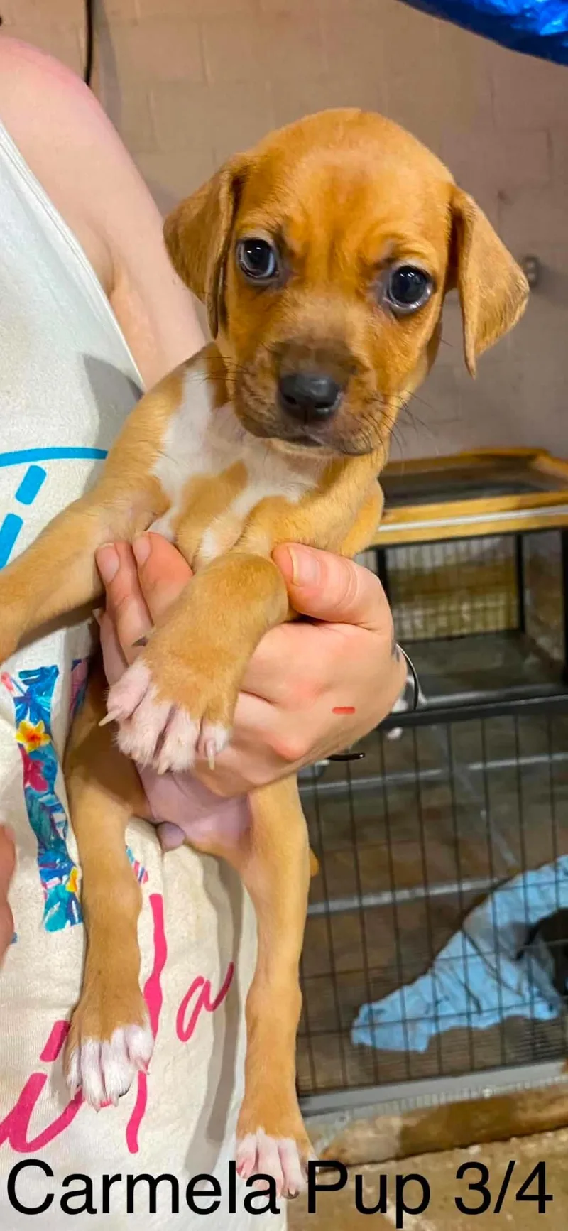 Carmela pups thumbnail 2
