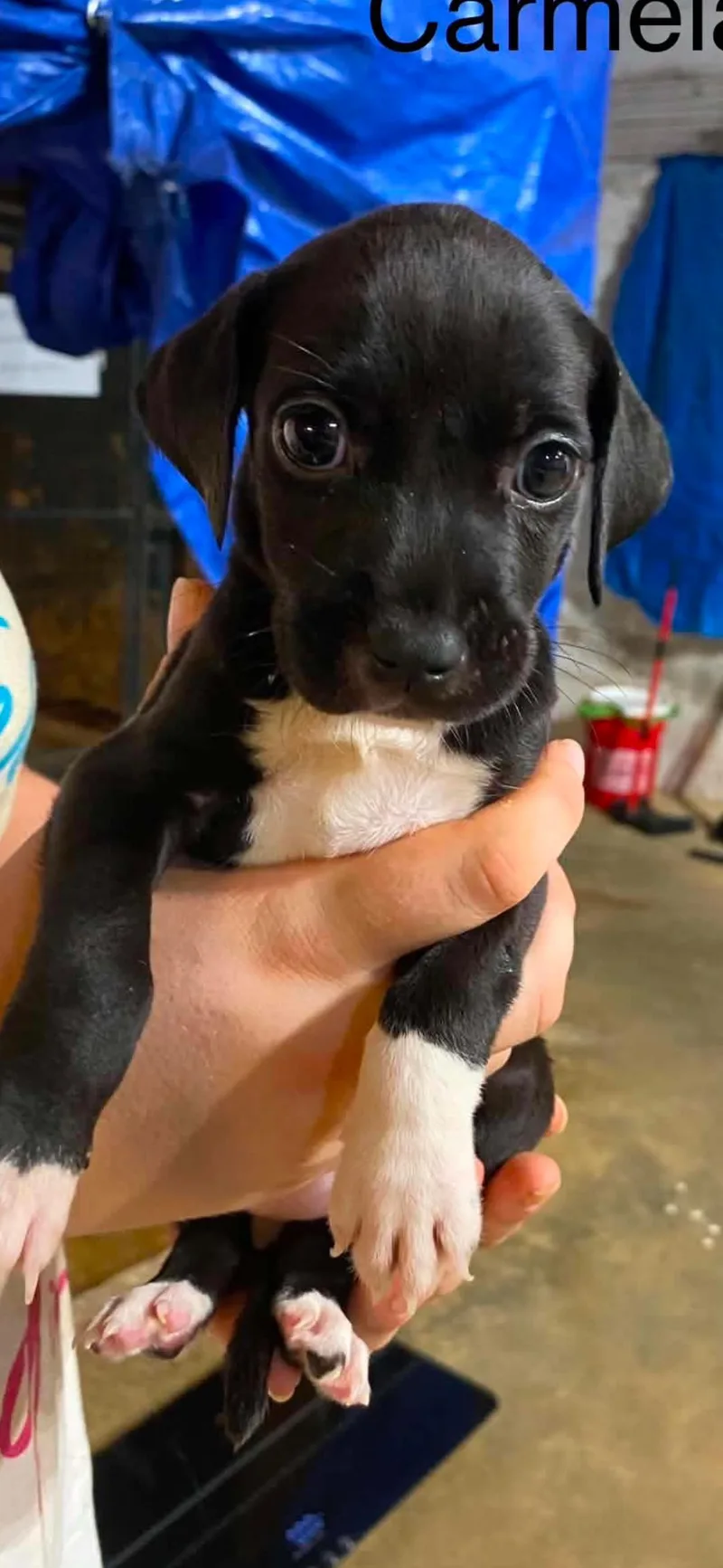Carmela pups thumbnail 4