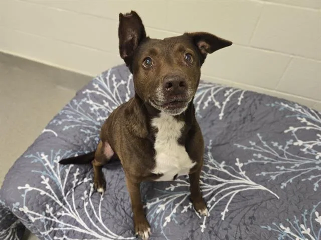 A senior medium-sized female Labrador Retriever dog named Ethel Davenport for adoption in Auburn, CA
