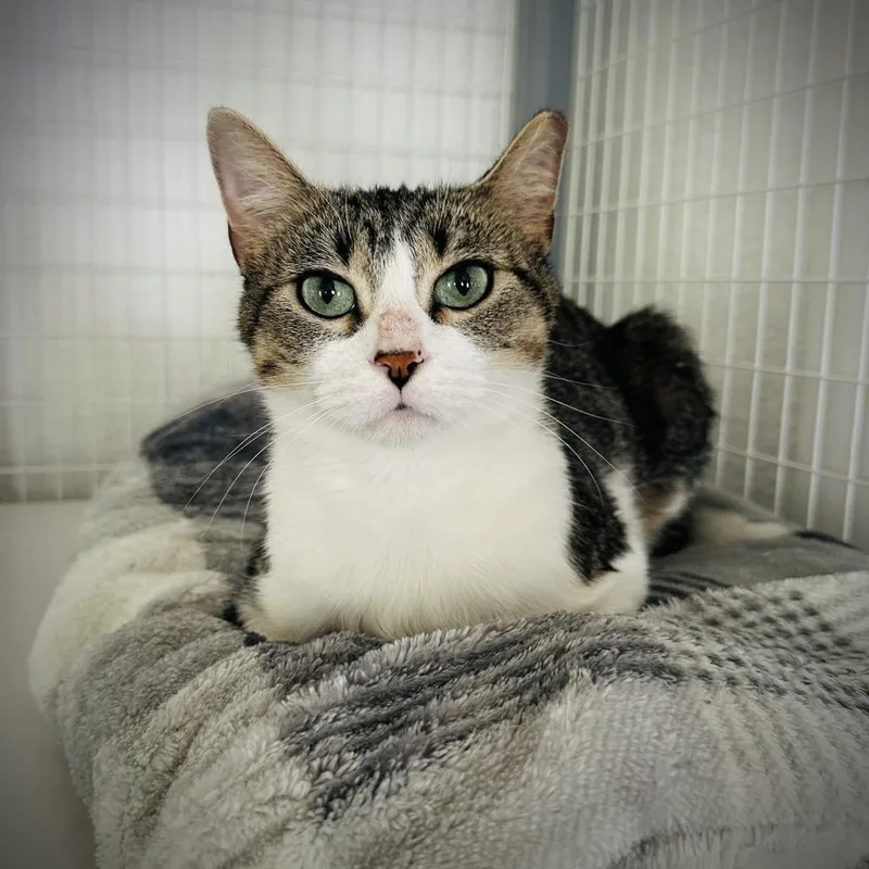 A young small-sized female Brown / Chocolate Domestic Short Hair cat named August for adoption in Fort Worth, TX