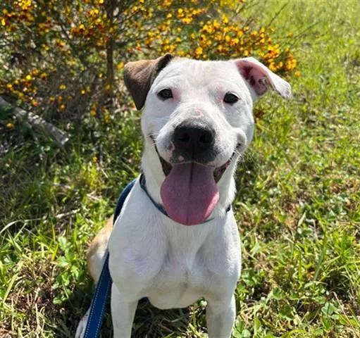 A young medium-sized male Pit Bull Terrier dog named Roo for adoption in McKinleyville, CA