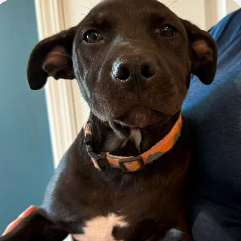 A young medium-sized male Pit Bull Terrier dog named Howdy for adoption in Kansas City, MO