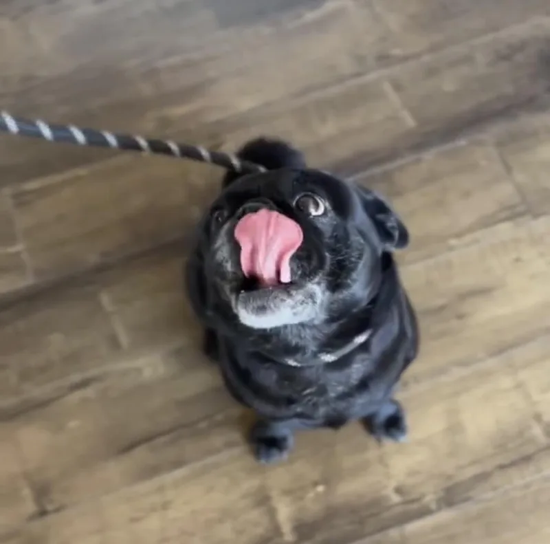 An adult medium-sized male Pug dog named Salvatore for adoption in ventura, CA