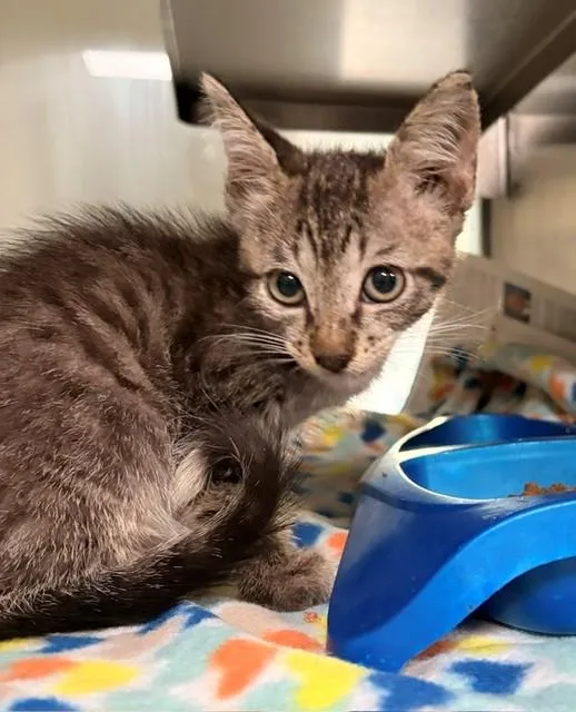 A baby small-sized male Domestic Short Hair cat named Akaza for adoption in Baytown, TX