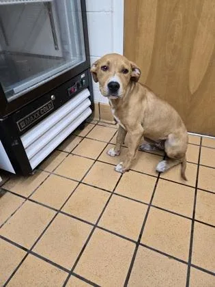A baby medium-sized female Terrier dog named Maggie for adoption in Gainesville, FL