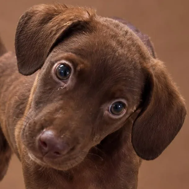 A baby medium-sized female Chocolate Labrador Retriever dog named Nutella for adoption in New York, NY