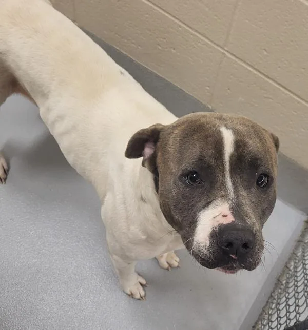 An adult medium-sized male Pit Bull Terrier dog named Pen  C Waffles for adoption in Lawrenceville, GA