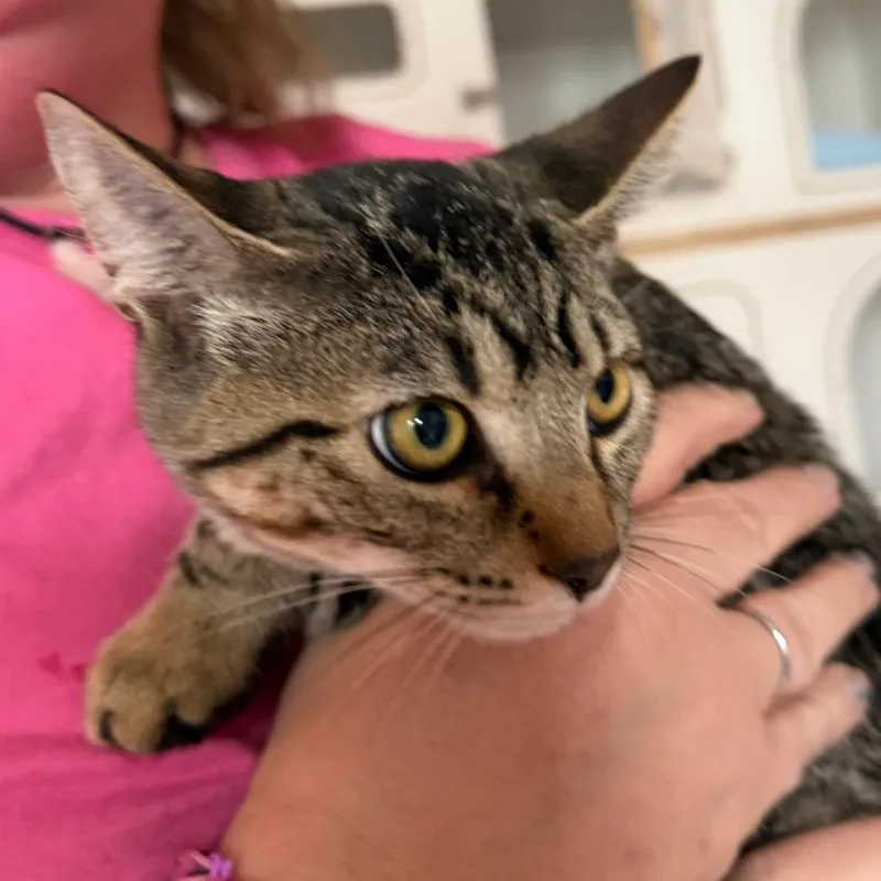 A young small-sized female Gray / Blue / Silver Domestic Short Hair cat named Trinity for adoption in Klamath Falls, OR