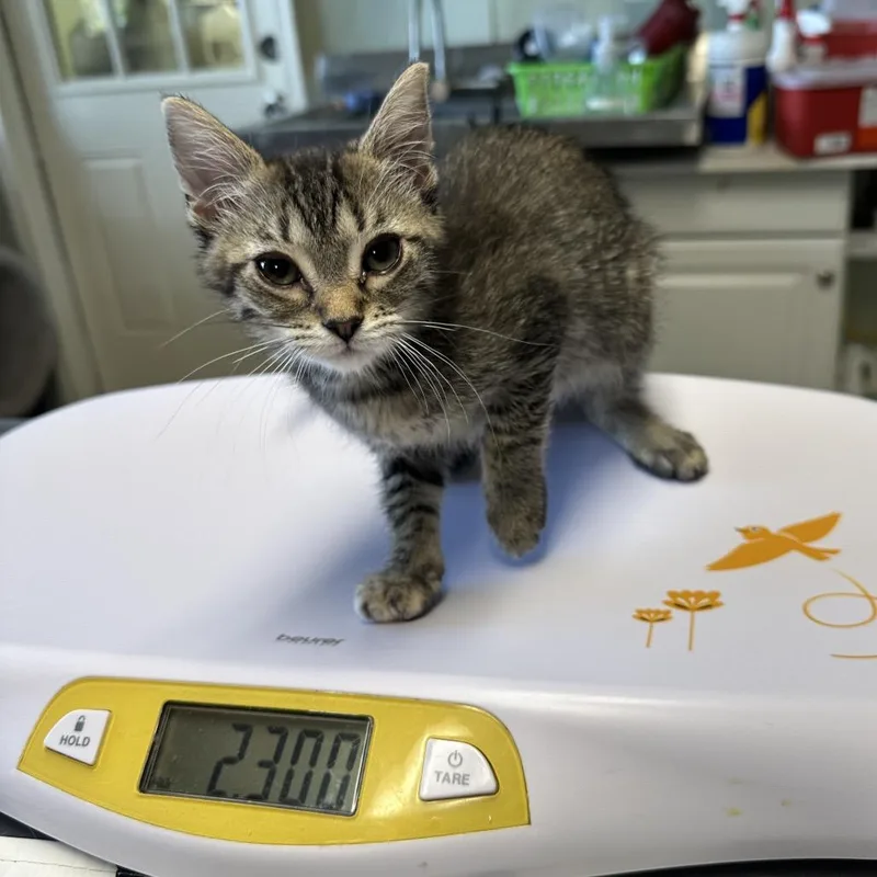 Cinnamon thumbnail 2