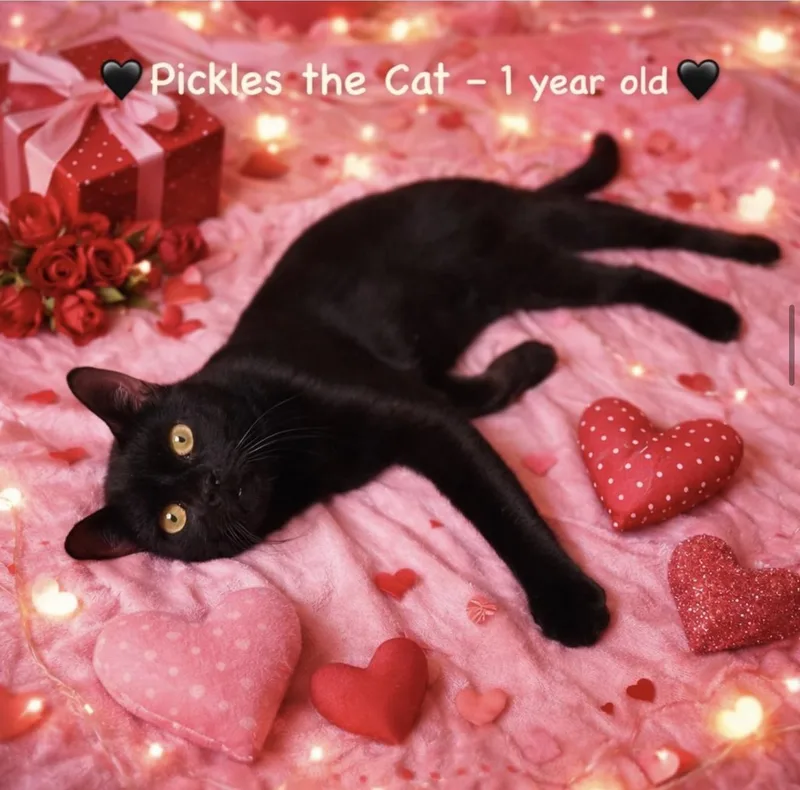 Pickles The Cat