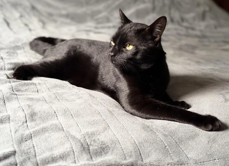 Pickles The Cat thumbnail 3