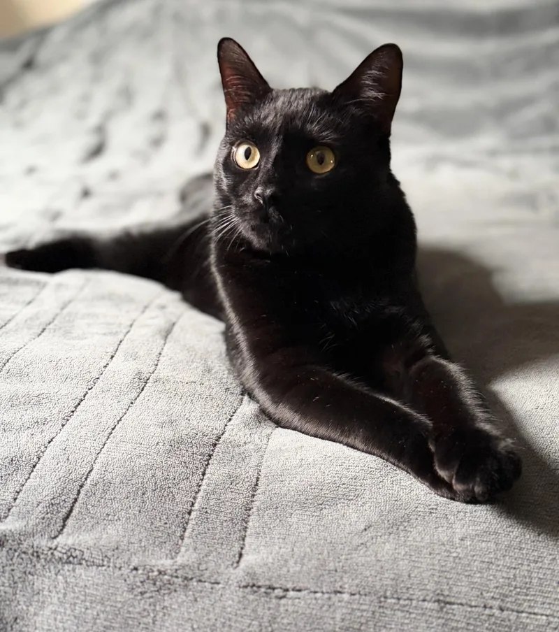 Pickles The Cat thumbnail 5