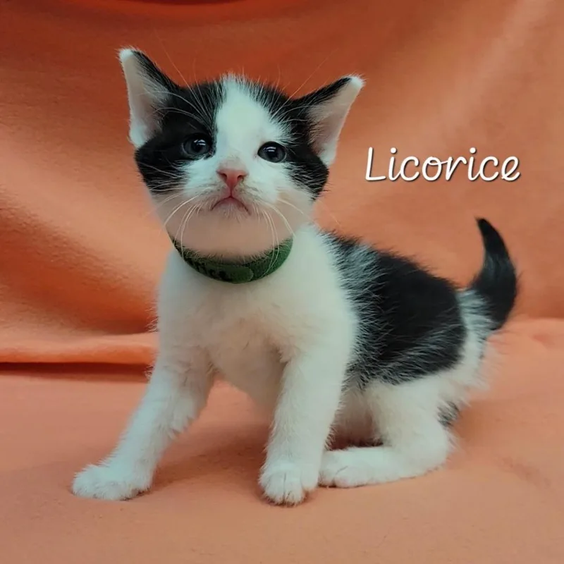 A baby small-sized male White Domestic Short Hair cat named Licorice for adoption in Parkersburg, WV