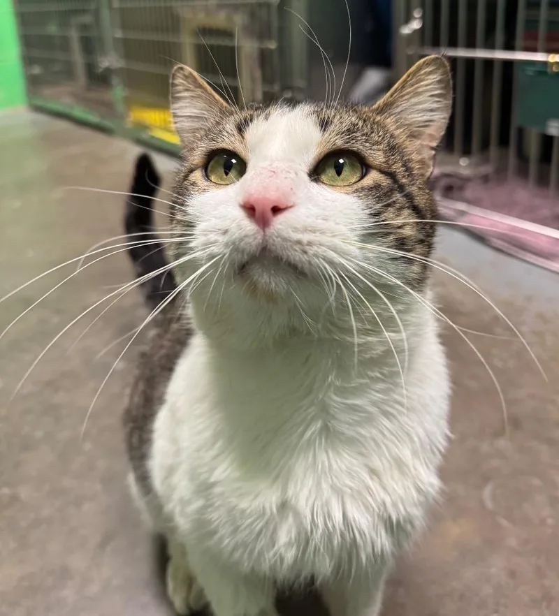 Blue Moon thumbnail 2