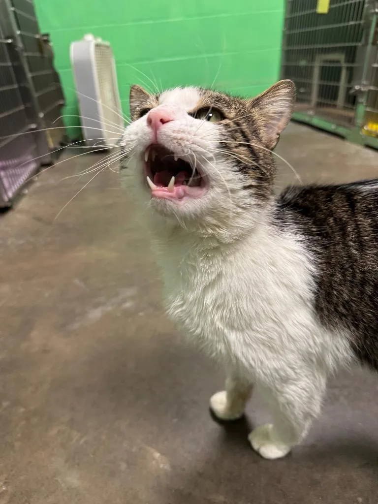 Blue Moon thumbnail 4