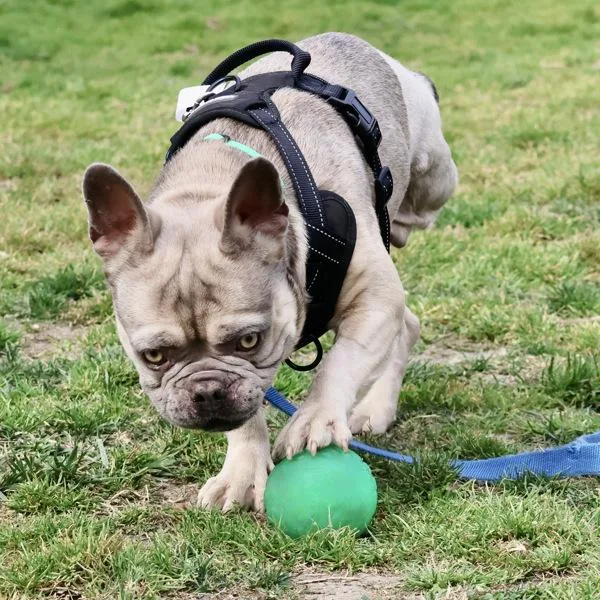 Dandy Lion thumbnail 2