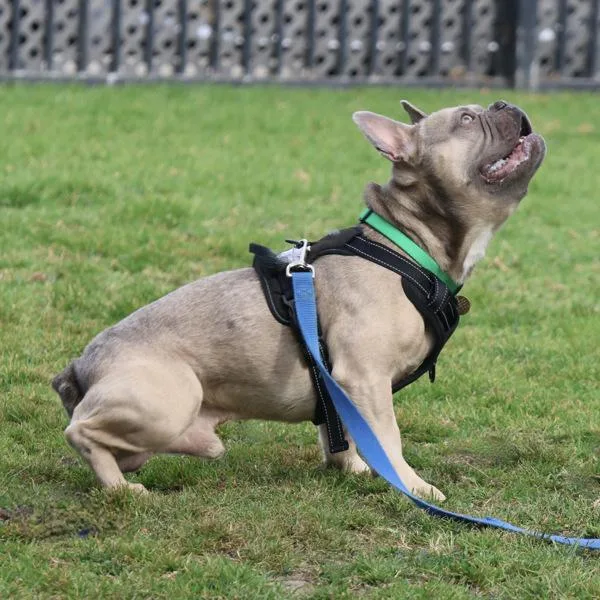 Dandy Lion thumbnail 3