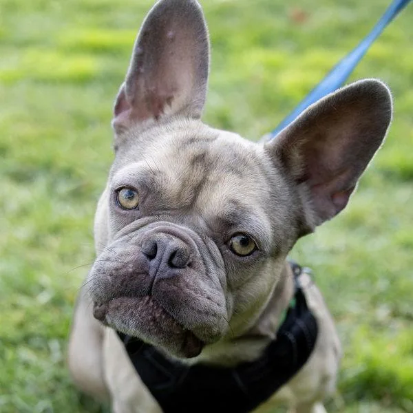 Dandy Lion thumbnail 4