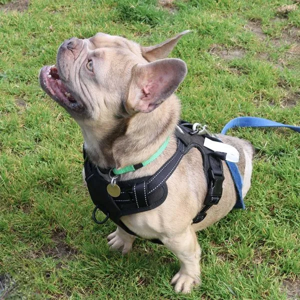 Dandy Lion thumbnail 5