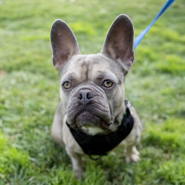 Dandy Lion thumbnail 6