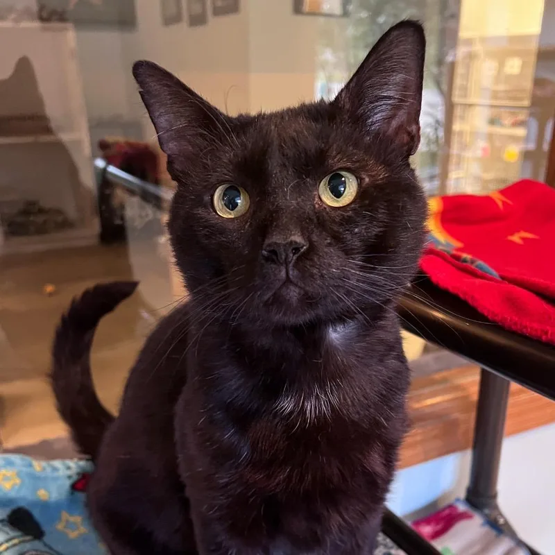 A young medium-sized male Black Domestic Short Hair cat named Eddy for adoption in Arlington Heights, IL