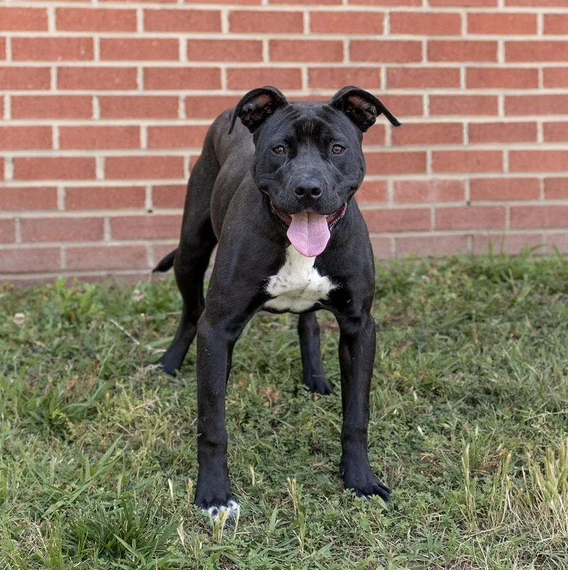 A young medium-sized female Mixed Breed dog named Yuzu for adoption in Durham, NC